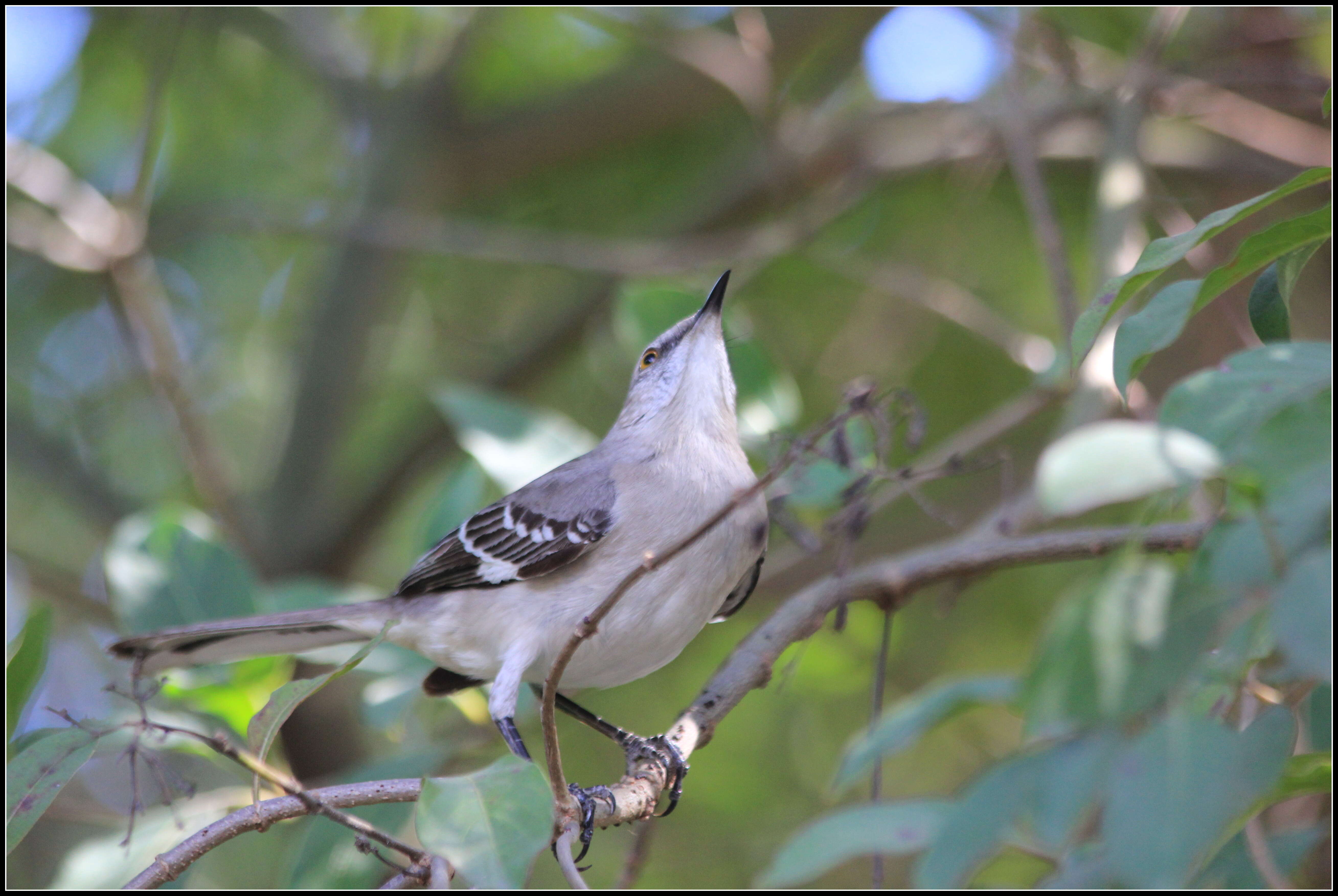 Image of Northern Mockingbird