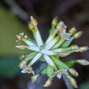 Sivun Cranichis wageneri Rchb. fil. kuva