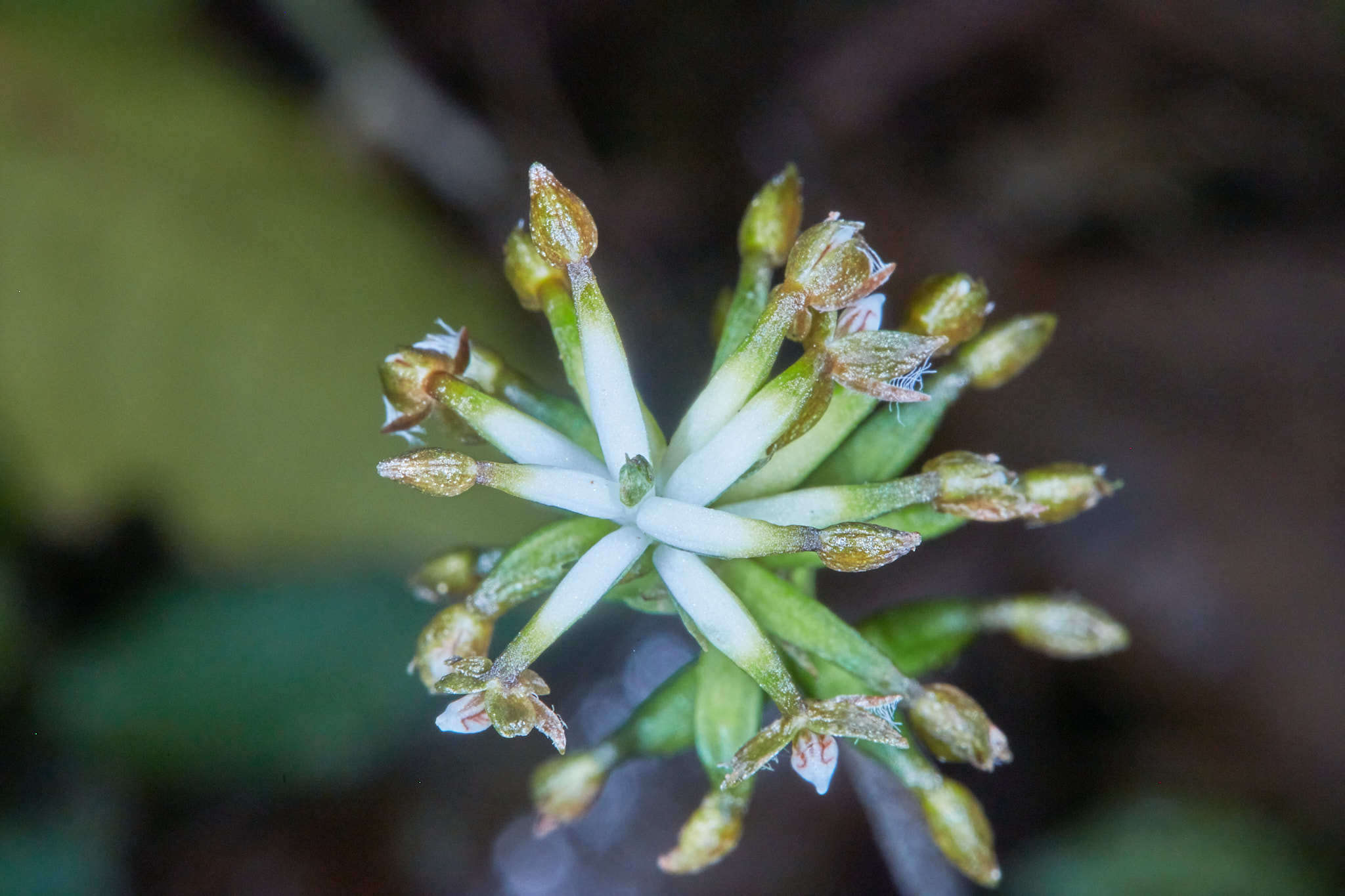 Image of Cranichis wageneri Rchb. fil.