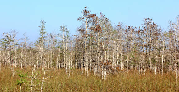 Image of Pond-Cypress