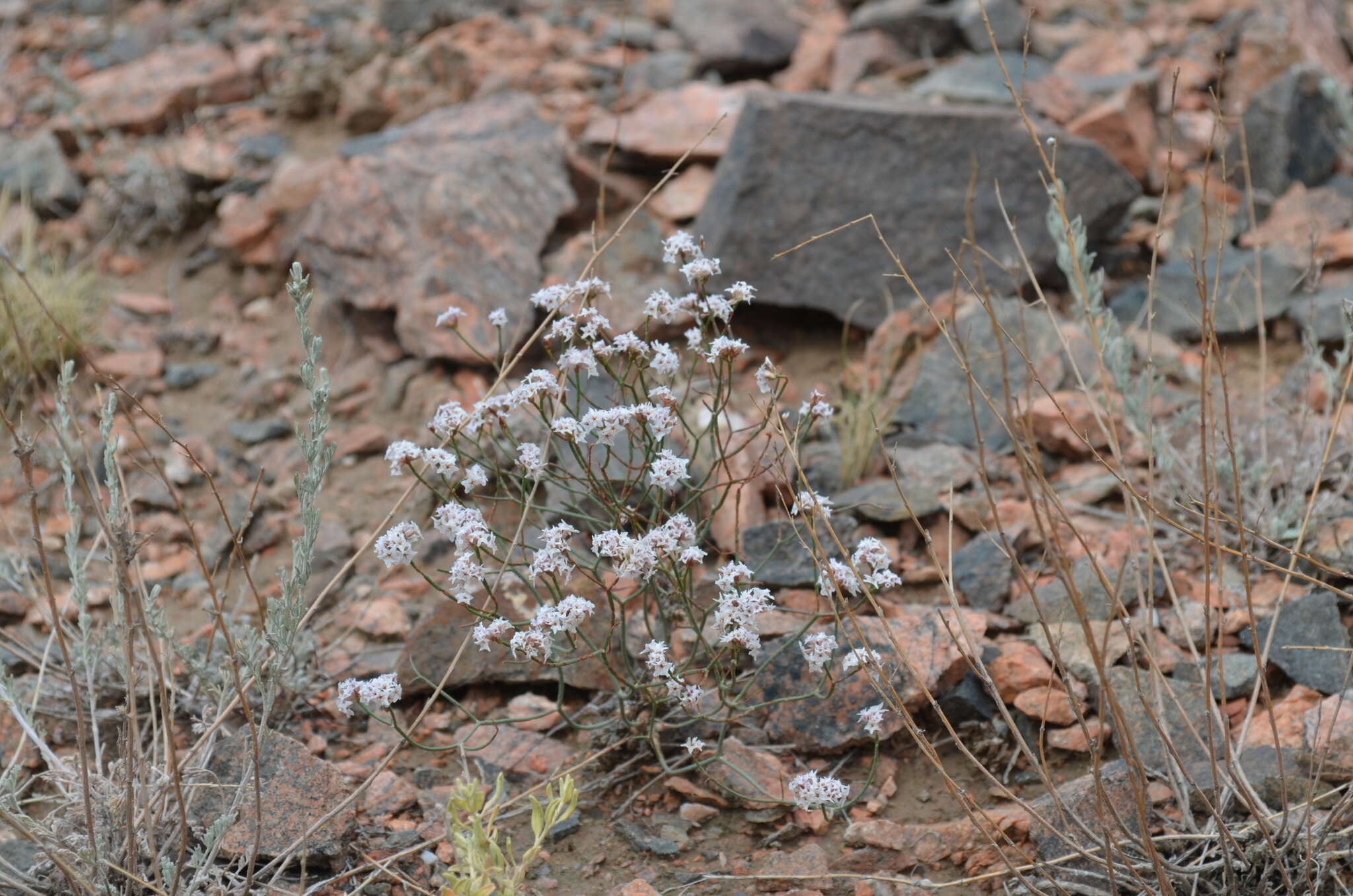 Image of Limonium hoeltzeri (Regel) Ikonn.-Gal.