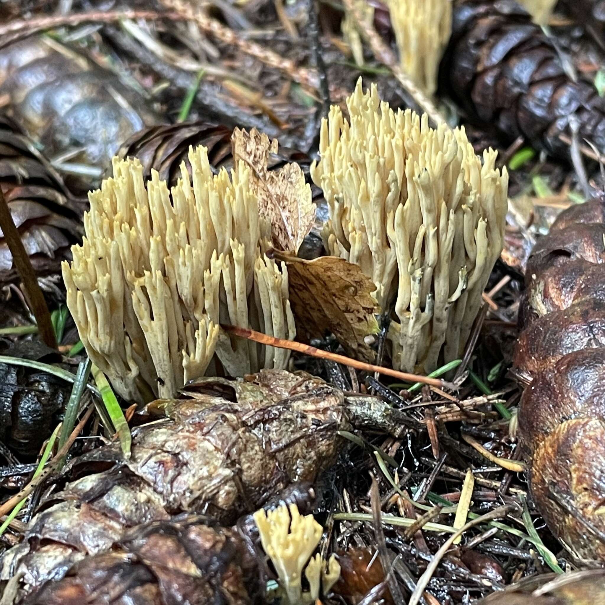 Image of Phaeoclavulina eumorpha (P. Karst.) Giachini 2011