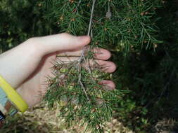 Sivun Melaleuca nodosa (Gaertn.) Sm. kuva