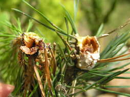 Image of Pine Resin Gall Moth