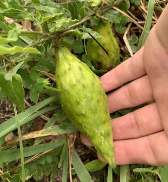 Image of trailing milkvine