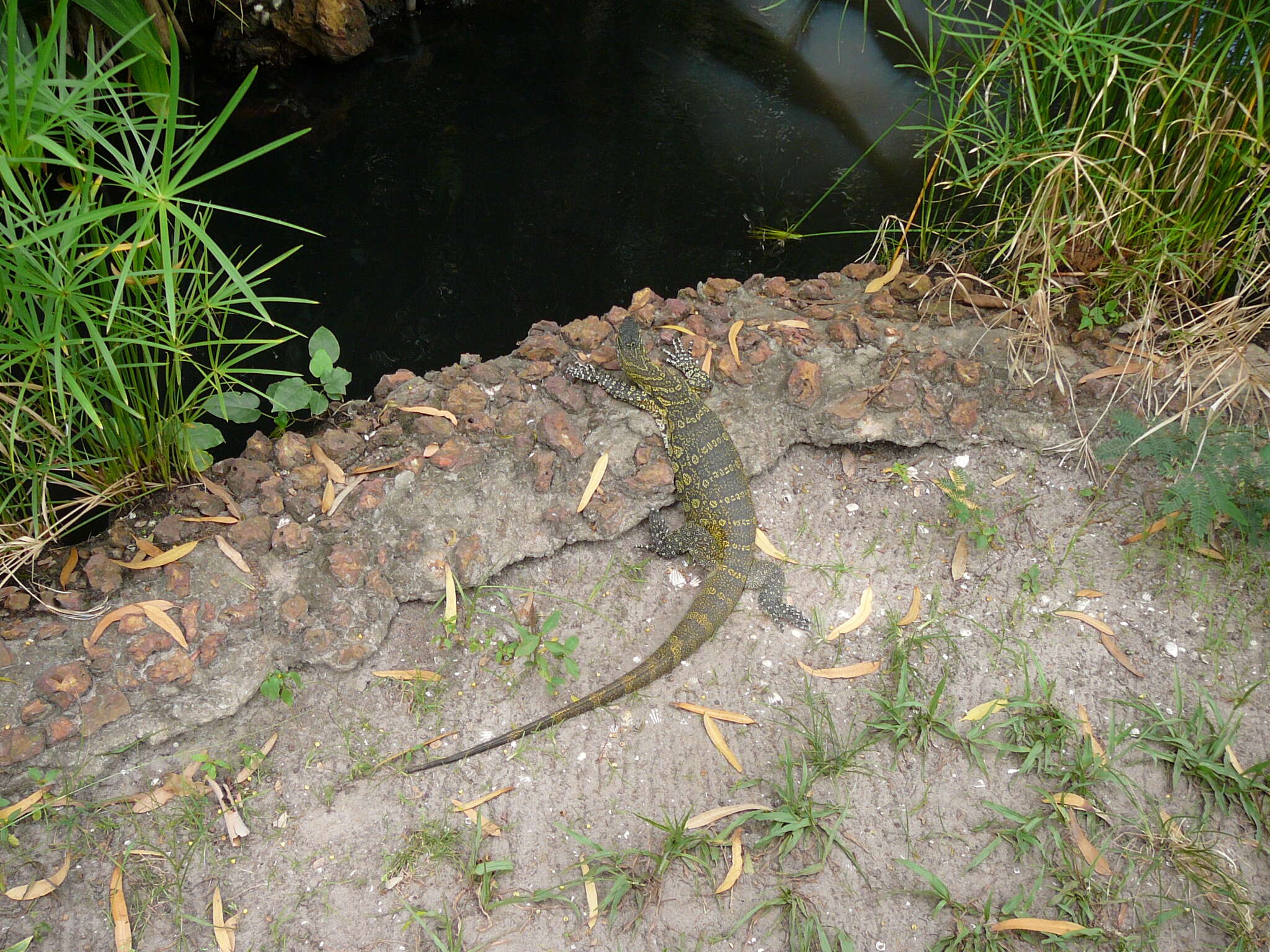 Image of Varanus niloticus