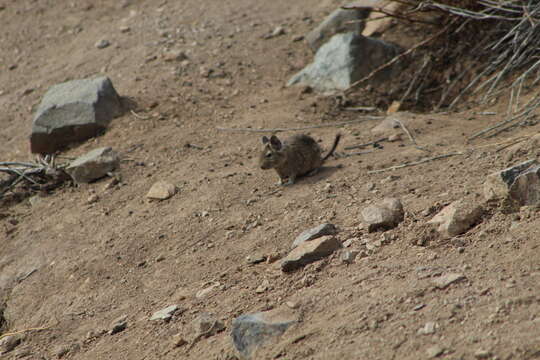 Image of degu