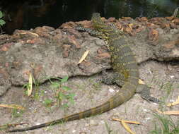 Image of Varanus niloticus