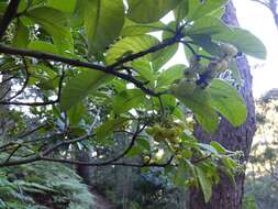 Image of Hairy Psychotria