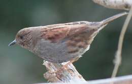 Image of Japanese Accentor