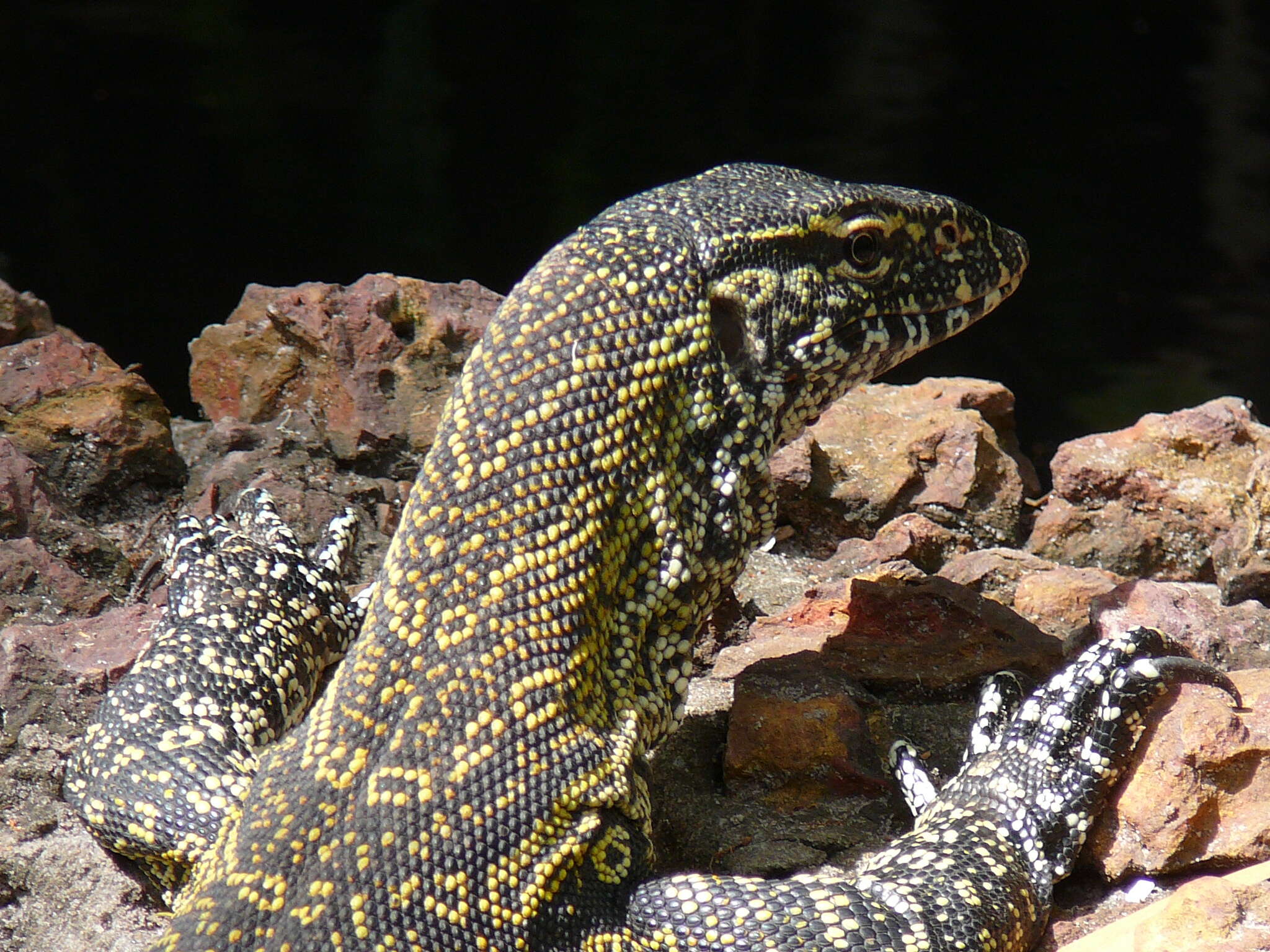 Image of Varanus niloticus