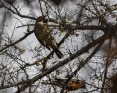 Image of White-throated Robin