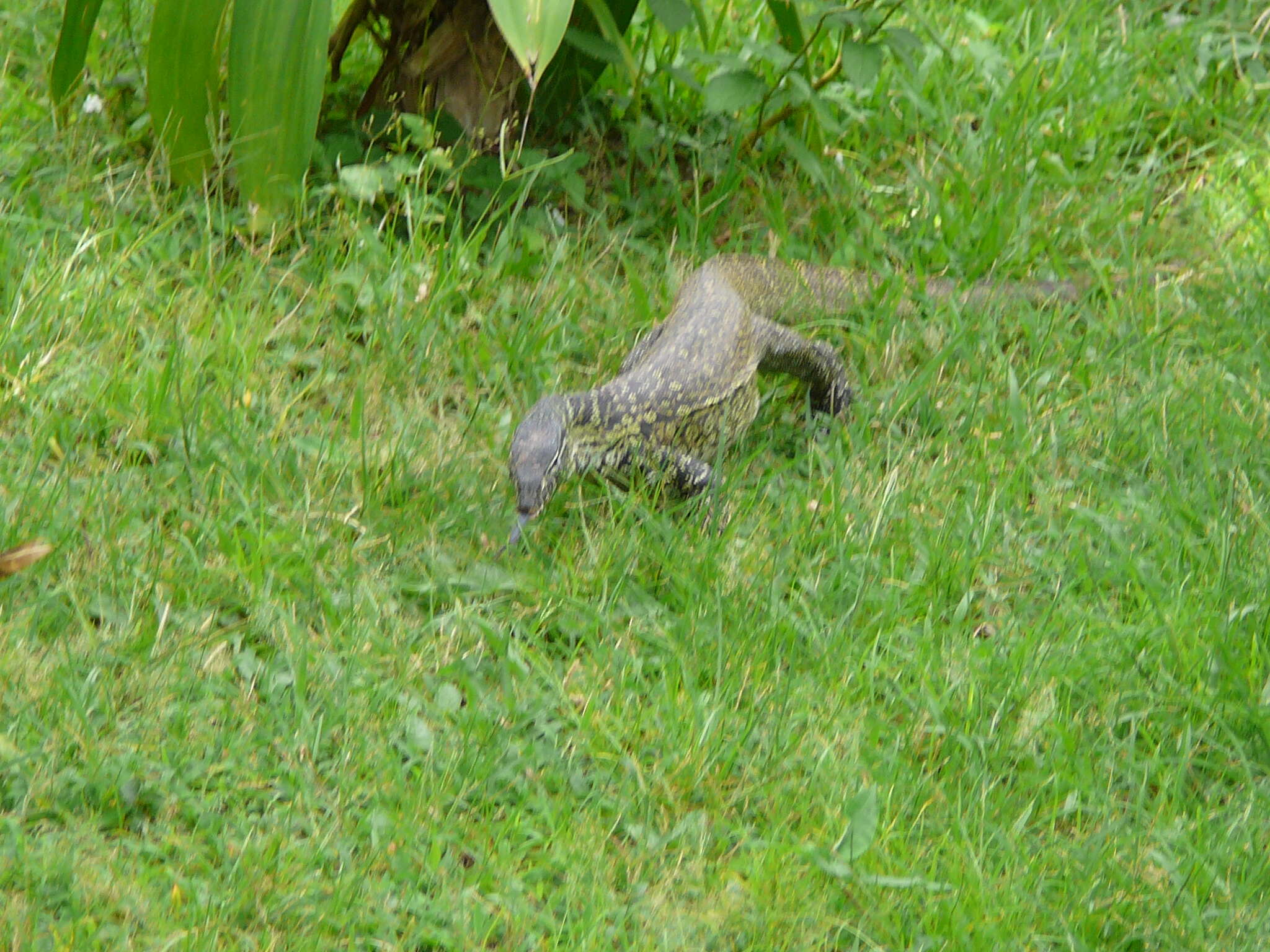 Image of Varanus niloticus