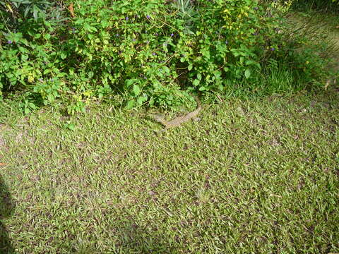 Image of Varanus niloticus