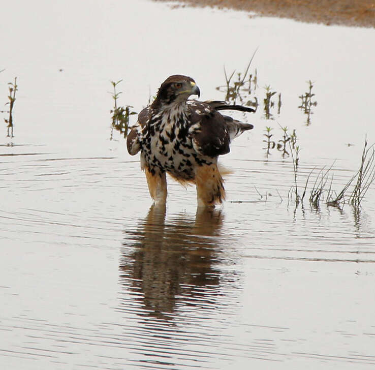 Image of Ayres's Hawk Eagle