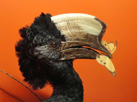 Image of Black-and-white Casqued Hornbill