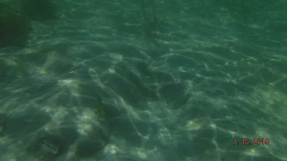 Image of Common Shovelnose Ray