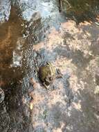 Image of Painted Burrowing Frog