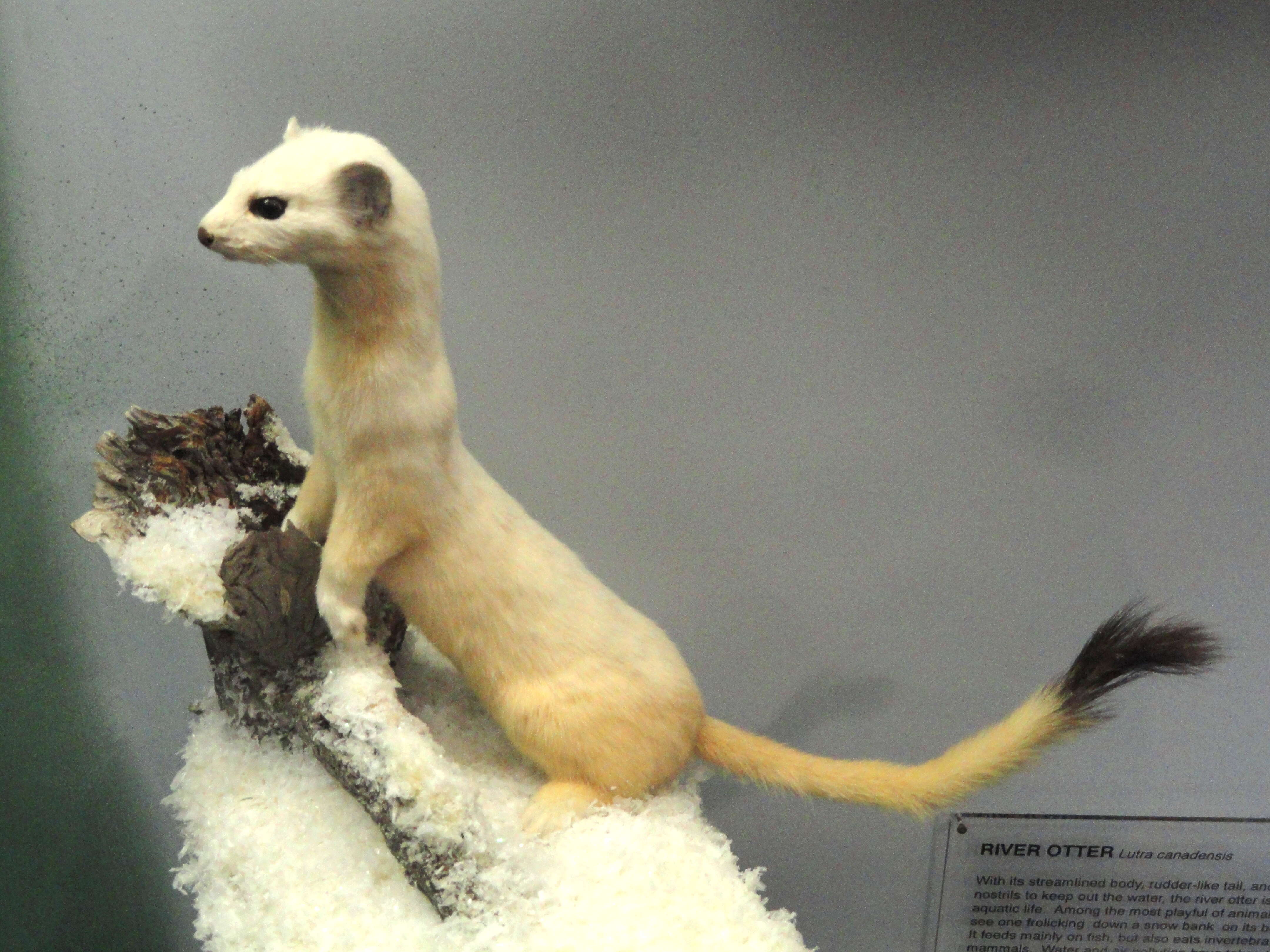 Image of Long-tailed Weasel