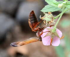 Image of Hermannia boraginiflora Hook.