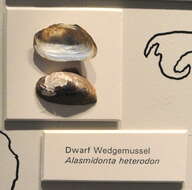 Image of Dwarf Wedge Mussel