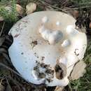 Imagem de Amanita ovoidea (Bull.) Link 1833