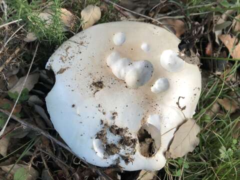 صورة Amanita ovoidea (Bull.) Link 1833