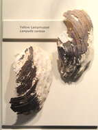 Image of Yellow Lampmussel