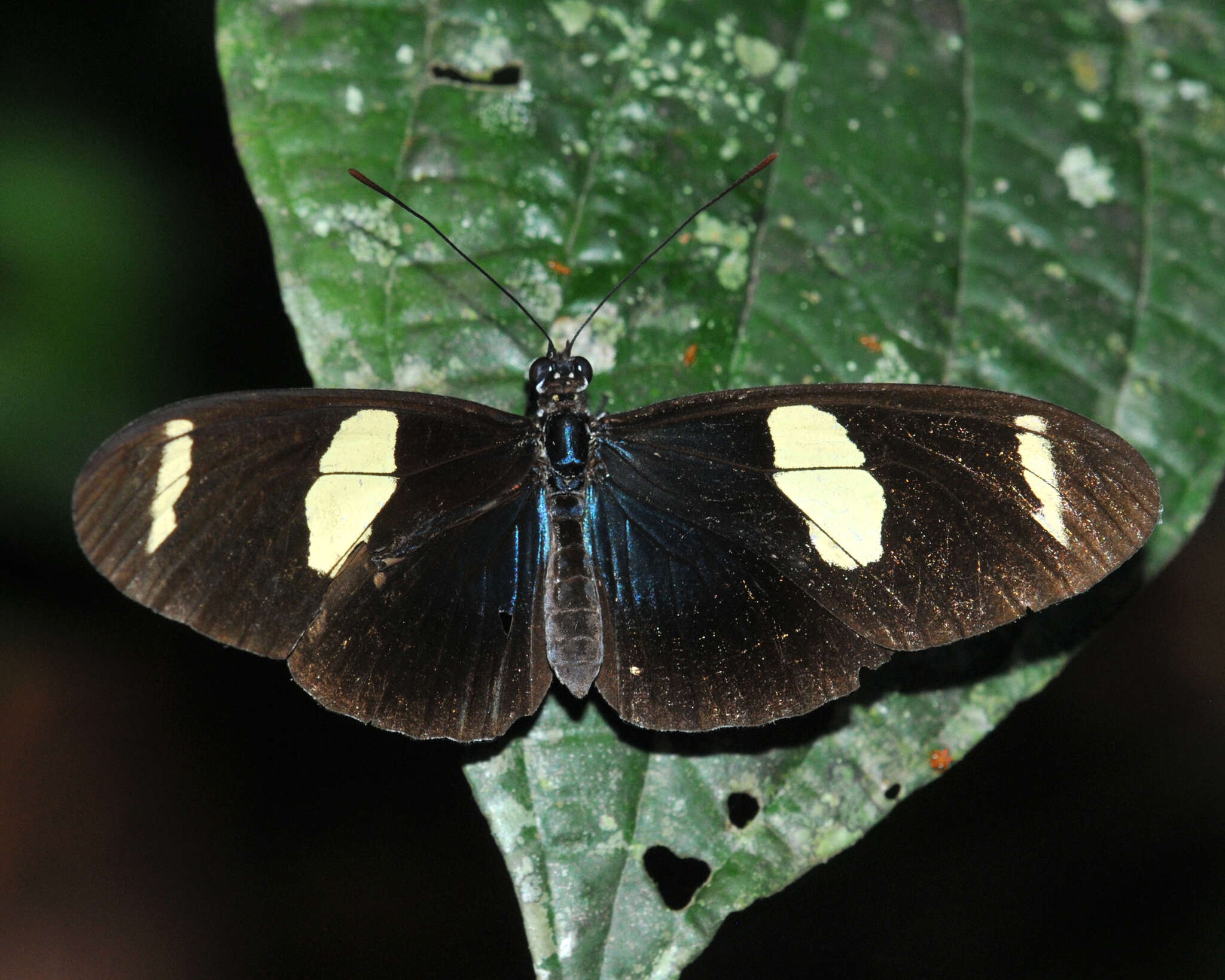 Image of Heliconius wallacei Reakirt 1866