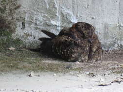 Image of Lyre-tailed Nightjar