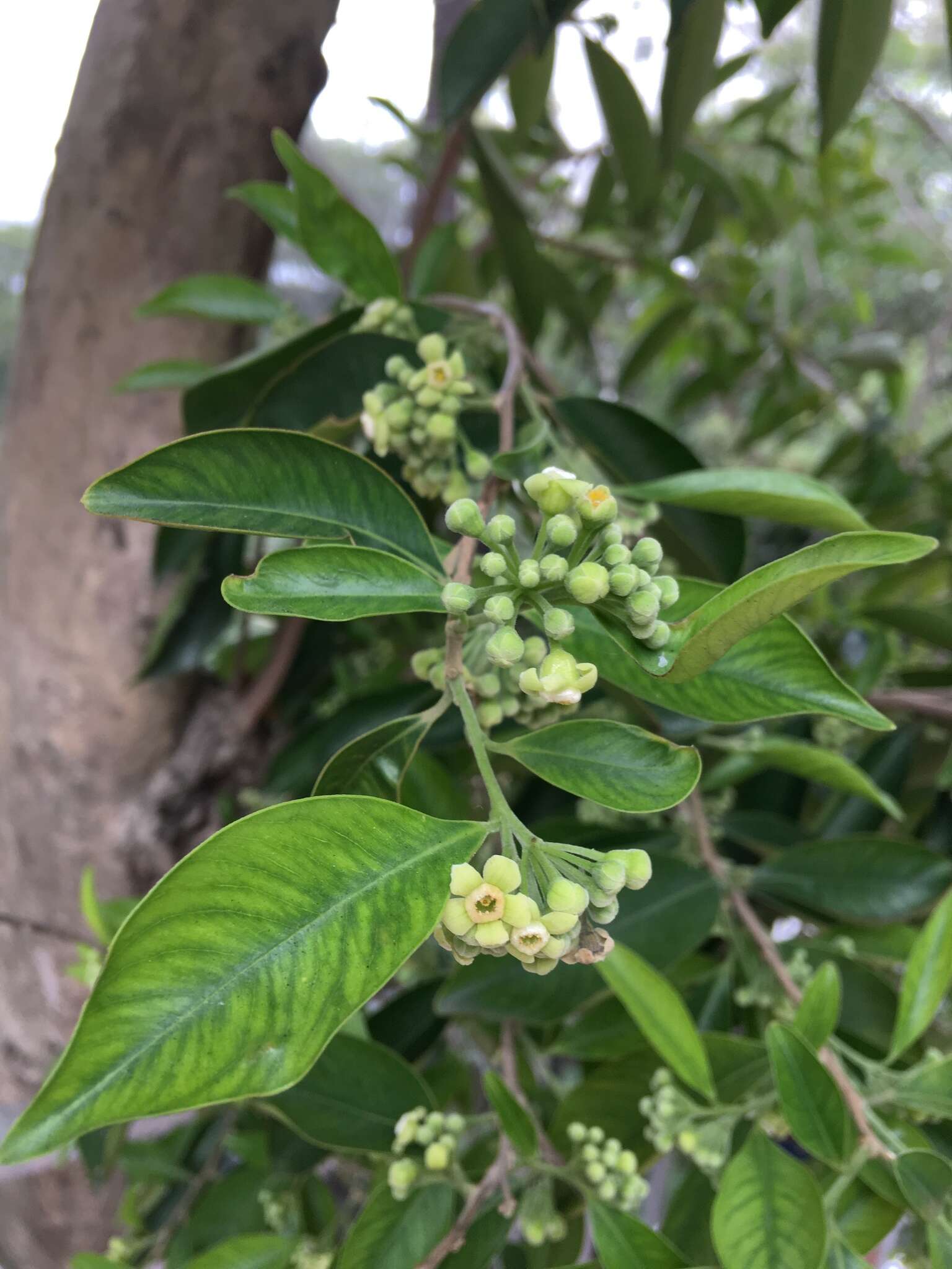 Image of Incense tree