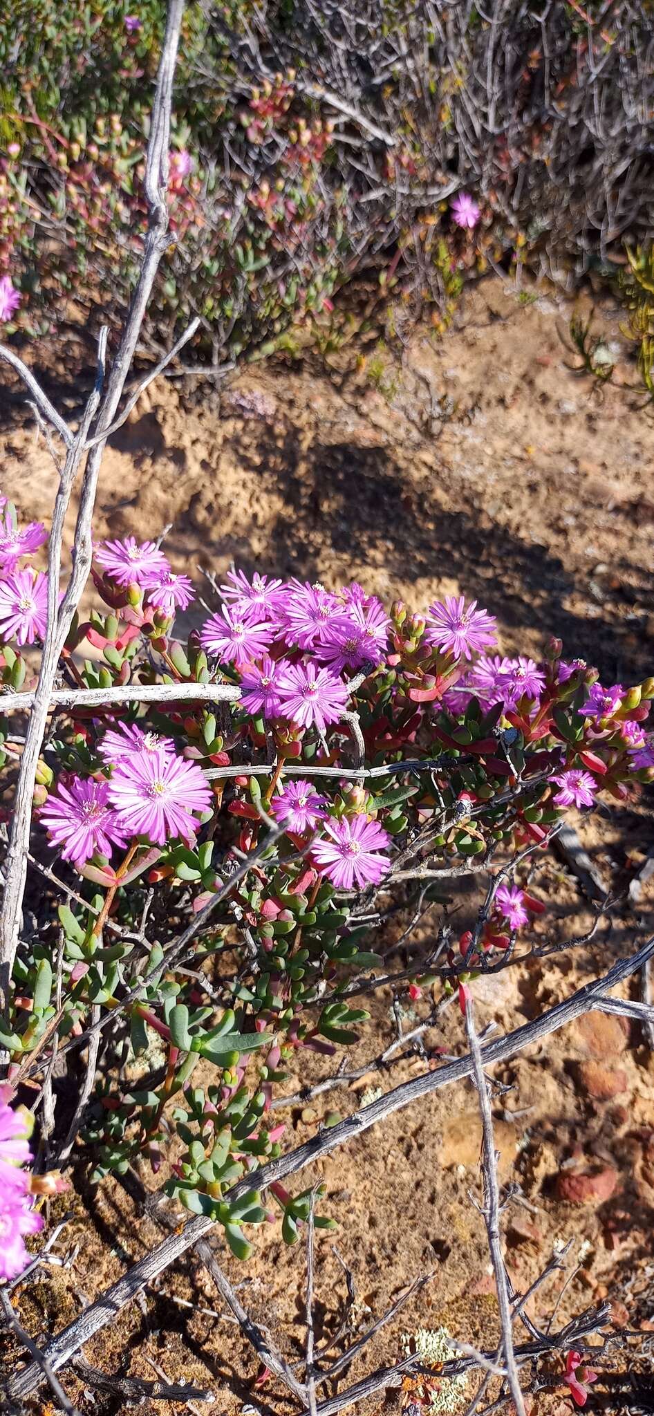 Imagem de Leipoldtia schultzei (Schlechter & Diels) Friedrich