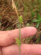 Image of Mead's Sedge