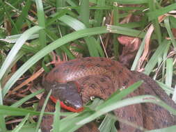 Image of Rhabdophis murudensis (M. A. Smith 1925)