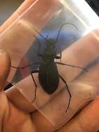 Image of Carabus (Leptocarabus) kumagaii nishi (Kubota & Ishikawa 2004)