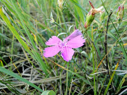 Image of China pink