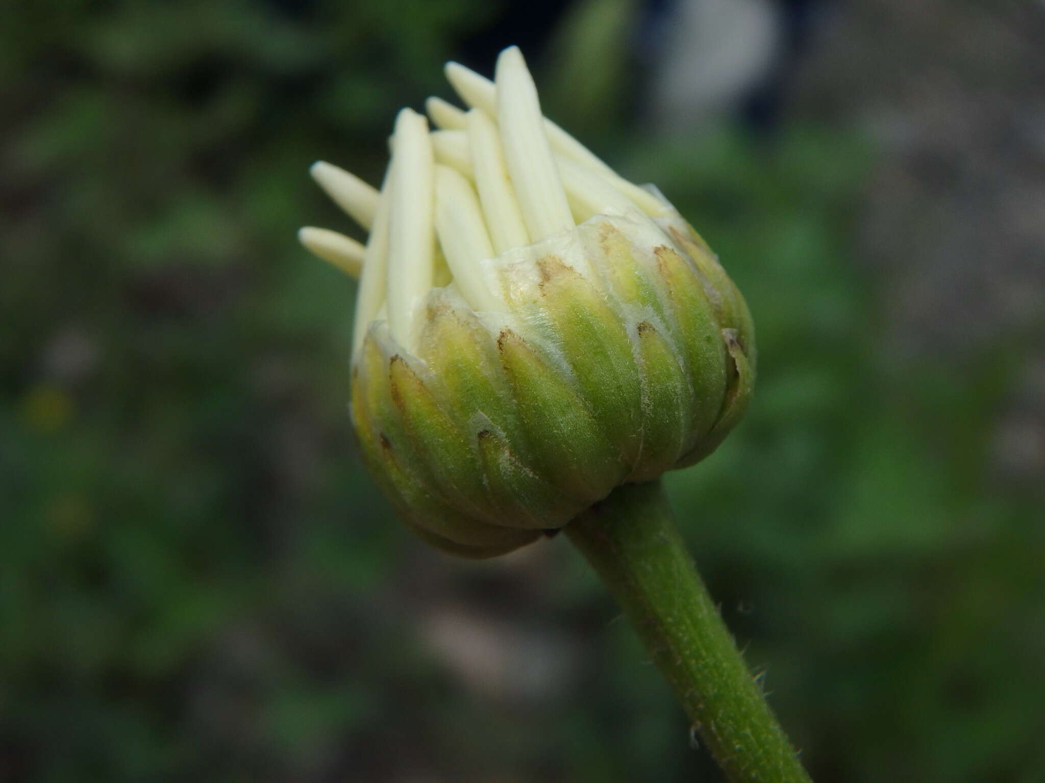 Слика од Leucanthemum pallens (J. Gay ex Perreym.) DC.