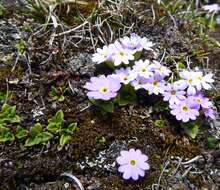 Image de Primula walshii Craib