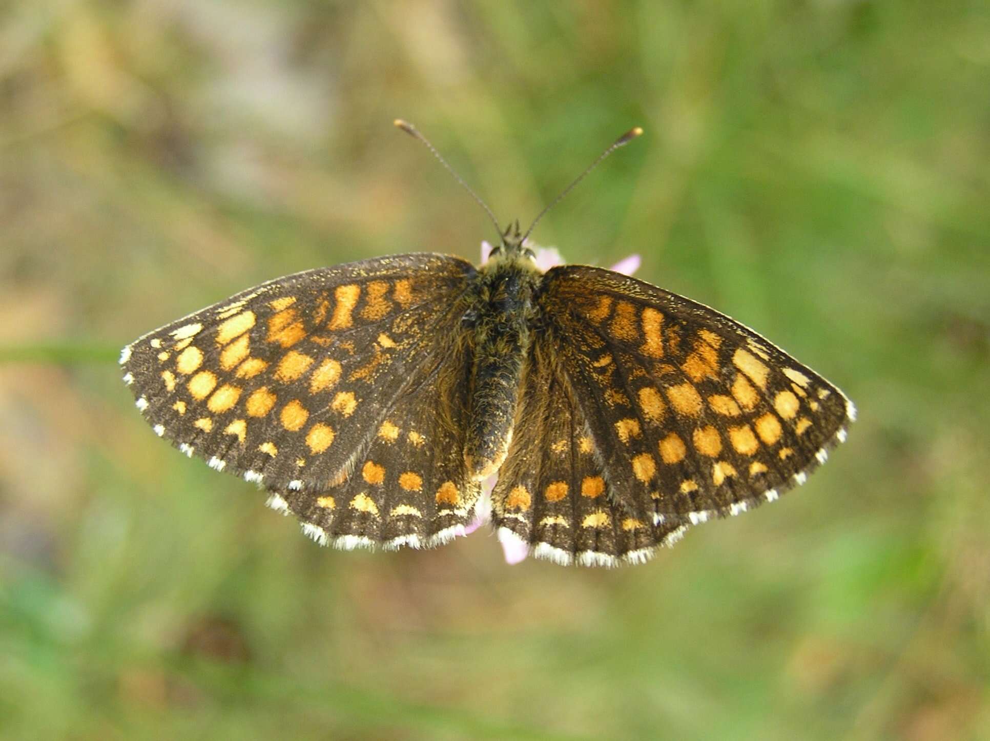 Image of Melitaea athalia