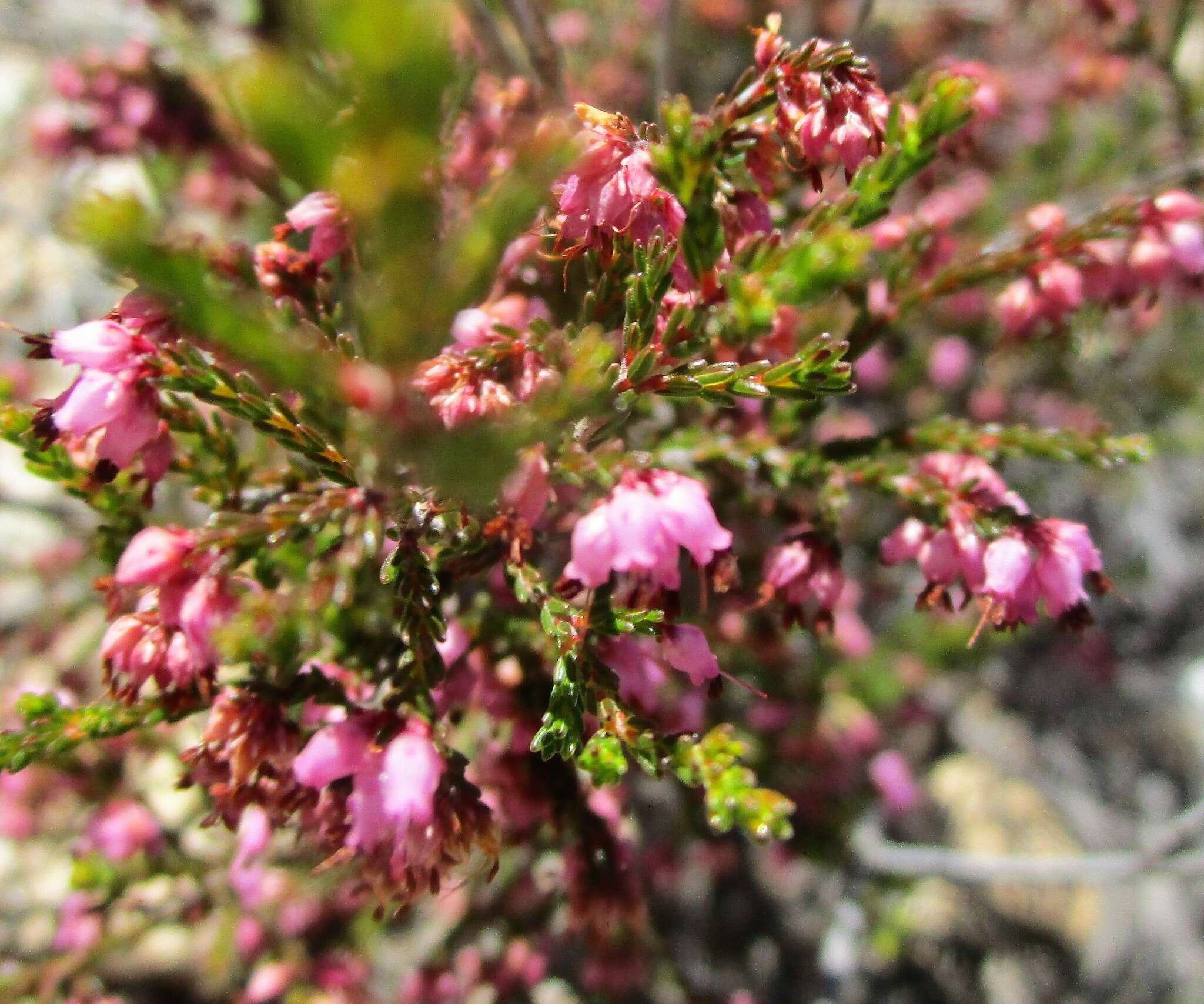 Image of Erica rosacea subsp. rosacea