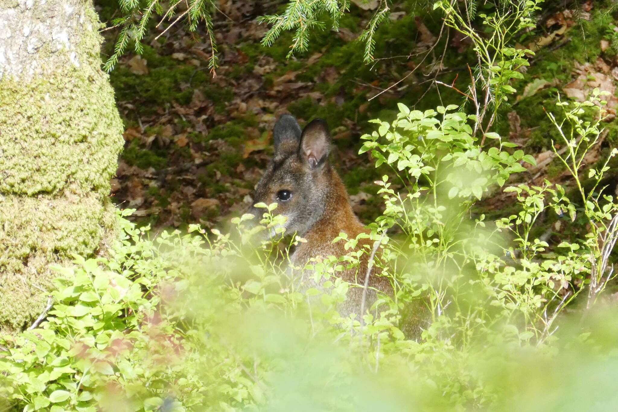 Plancia ëd Macropus subgen. Notamacropus Dawson & Flannery 1985