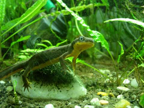 Image of California Newt