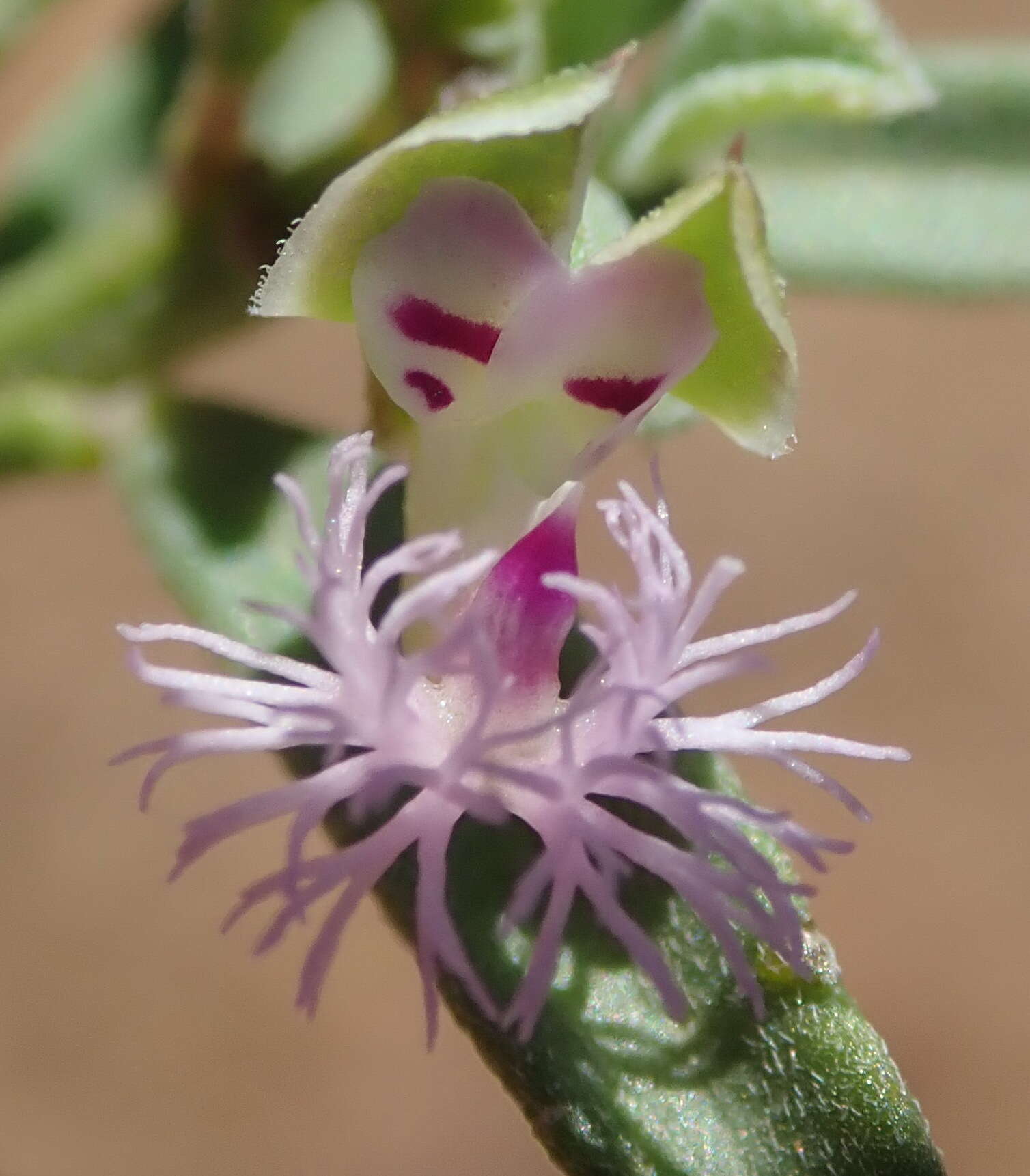 Image of Polygala asbestina Burch.