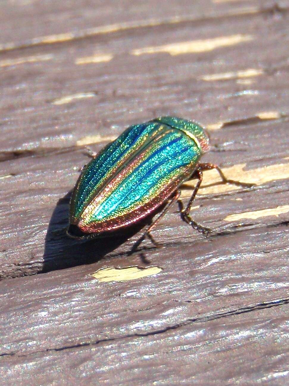 Image of Golden Buprestid