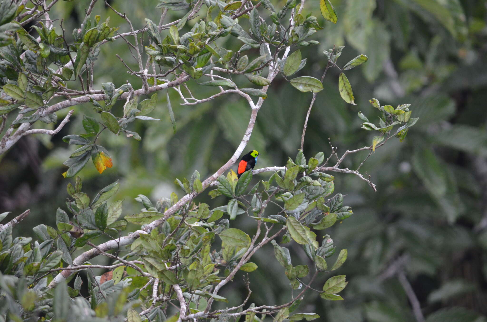 Image of Paradise Tanager