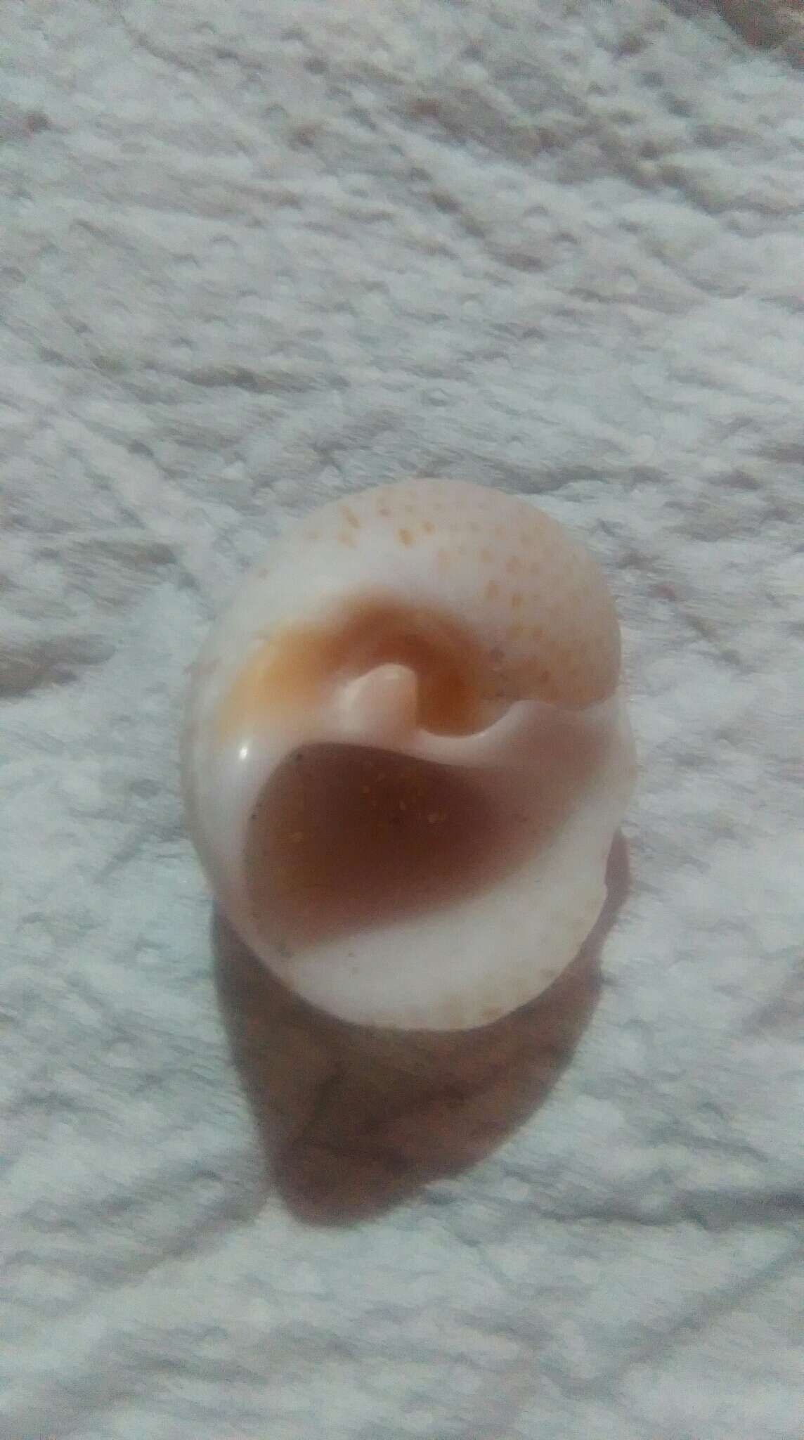 Image of fly-speck moonsnail