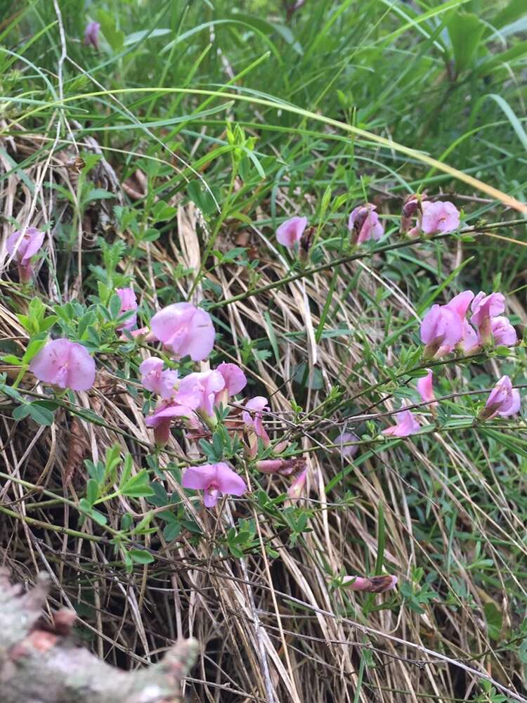 Cytisus purpureus Scop.的圖片