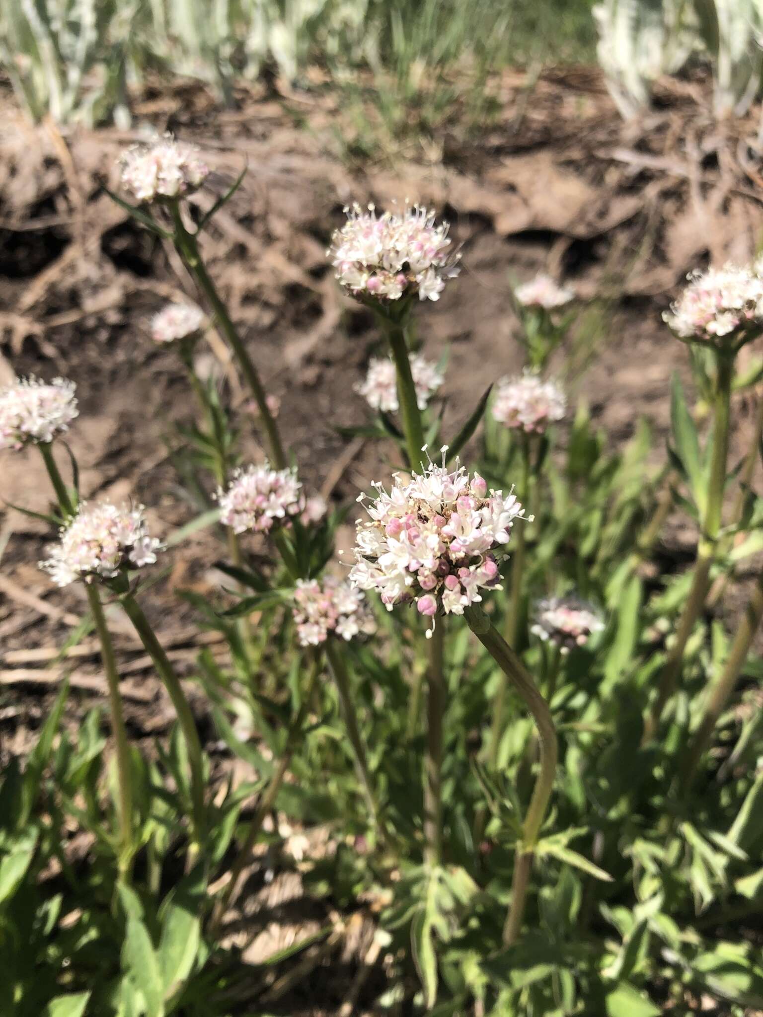 Image of California valerian