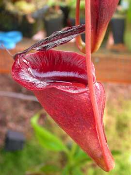 Image de Nepenthes jacquelineae Clarke, Davis & Tamin