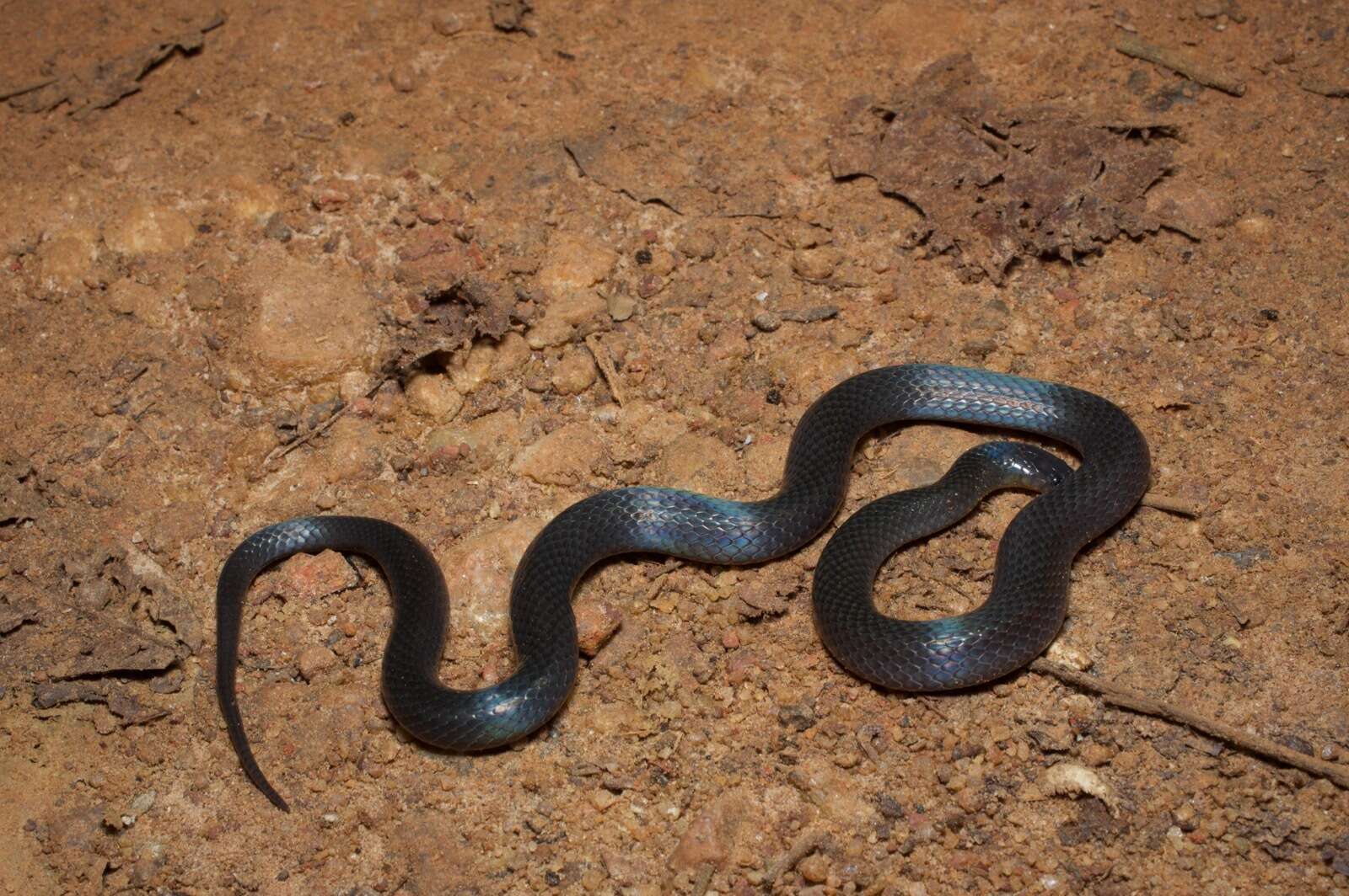 Image of Western Forest Centipede-eater